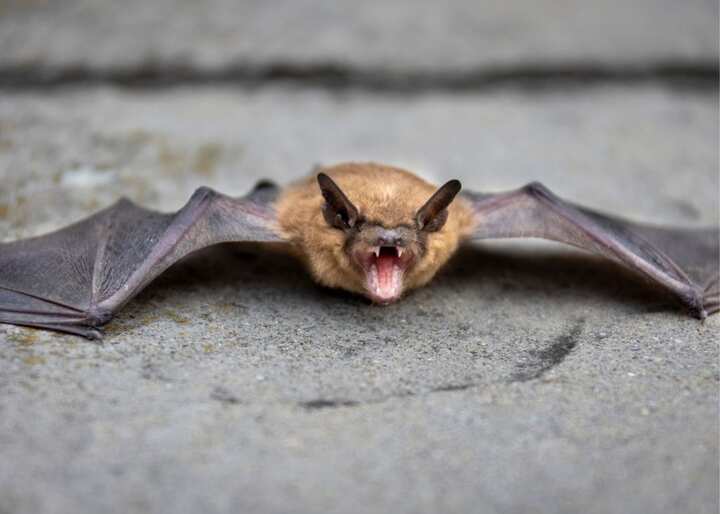 wildlife removal south florida fl