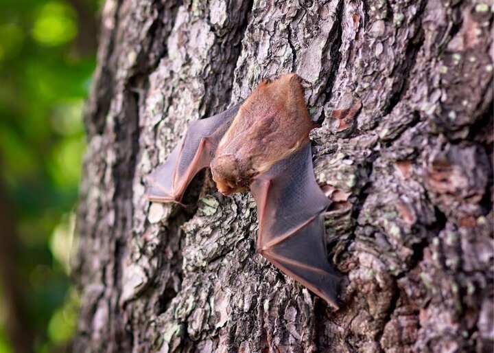 wildlife removal south florida fl