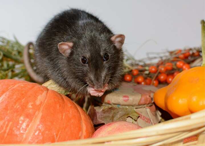 wildlife removal south florida fl