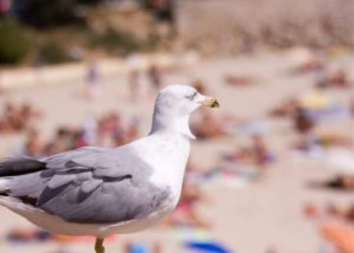 wildlife removal south florida fl