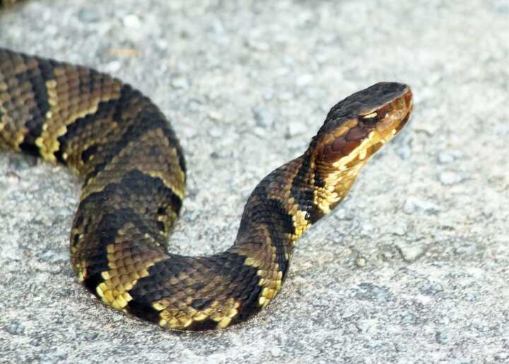 wildlife removal south florida fl
