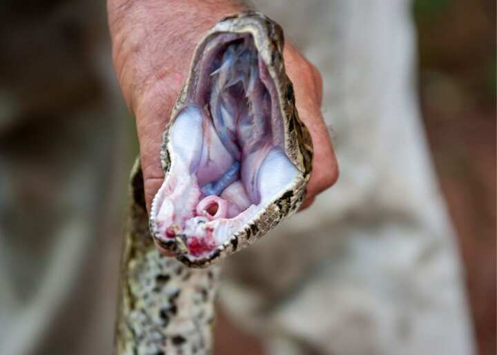 wildlife removal south florida fl