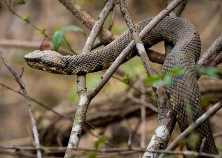 wildlife removal south florida fl