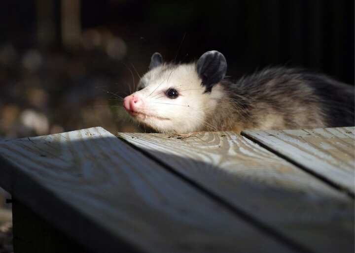 wildlife removal south florida fl