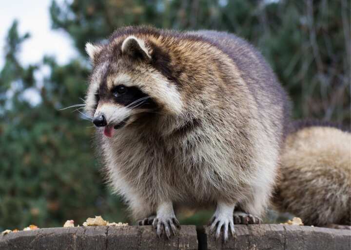 wildlife removal south florida fl