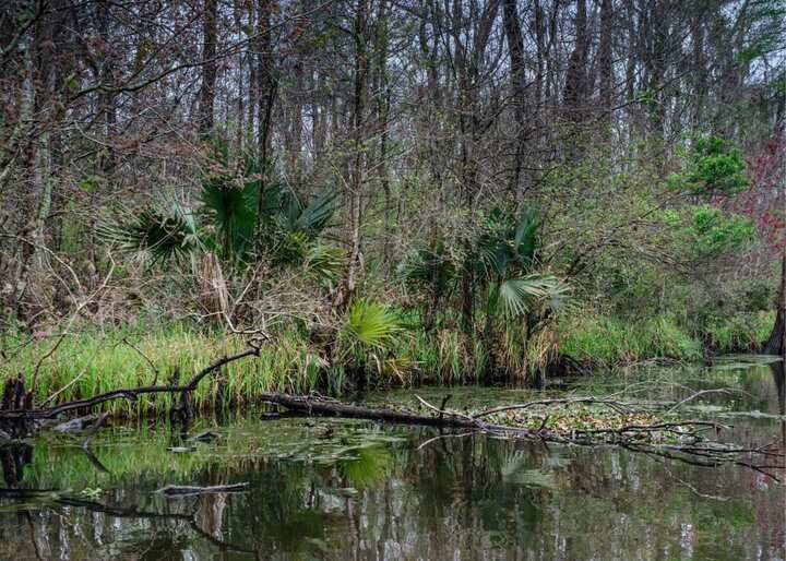 wildlife removal south florida fl