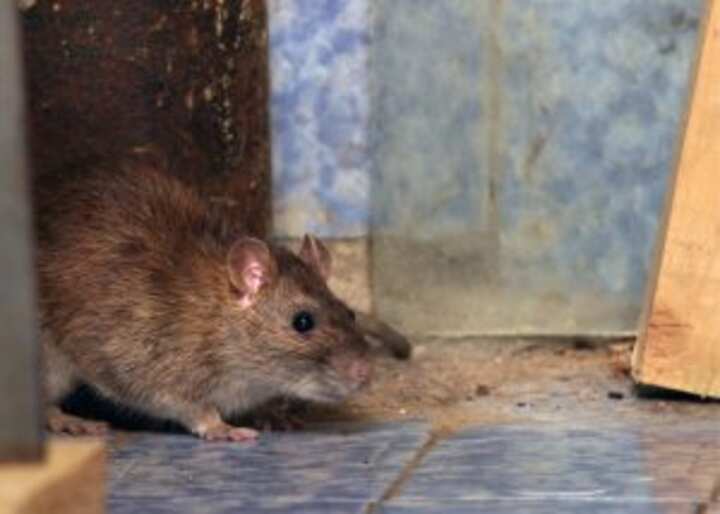 wildlife removal south florida fl