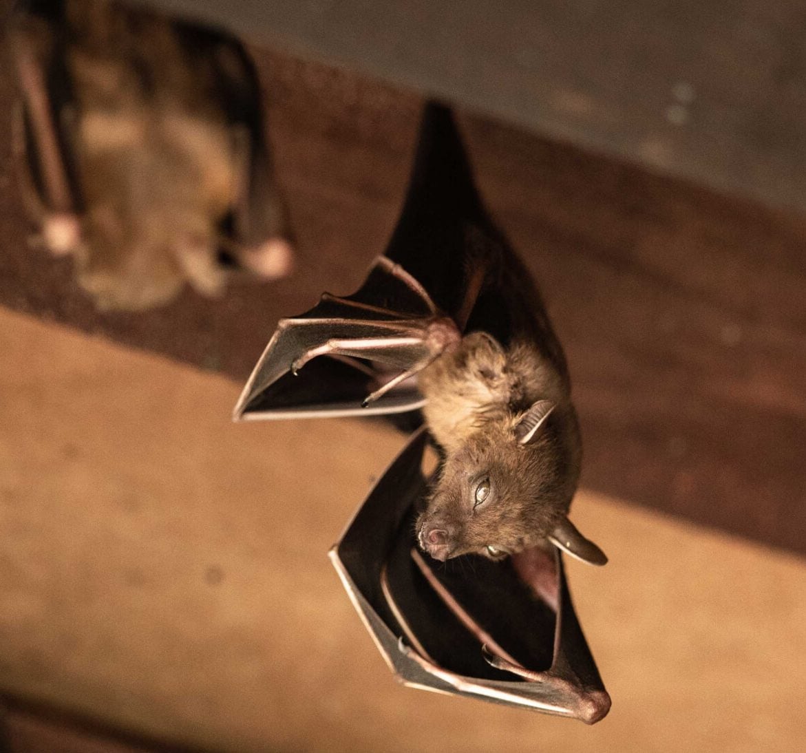 Expert bat removal services for a safe and humane solution in South Florida